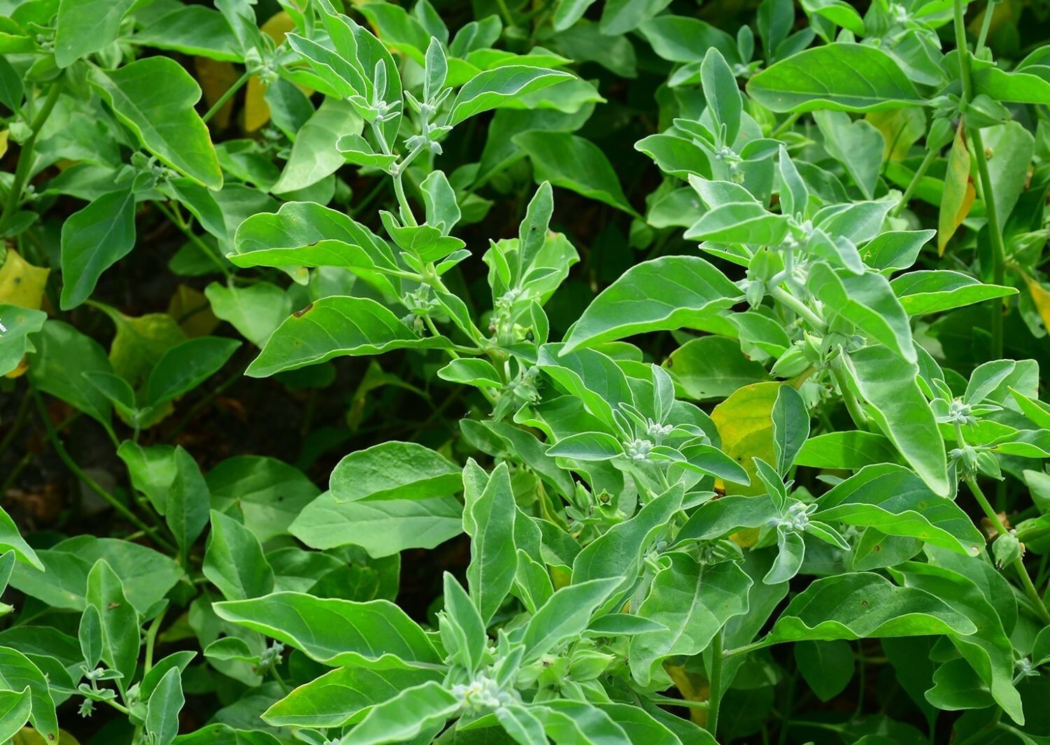 Ashwagandha (Withania somnifera) SEEDS, organic