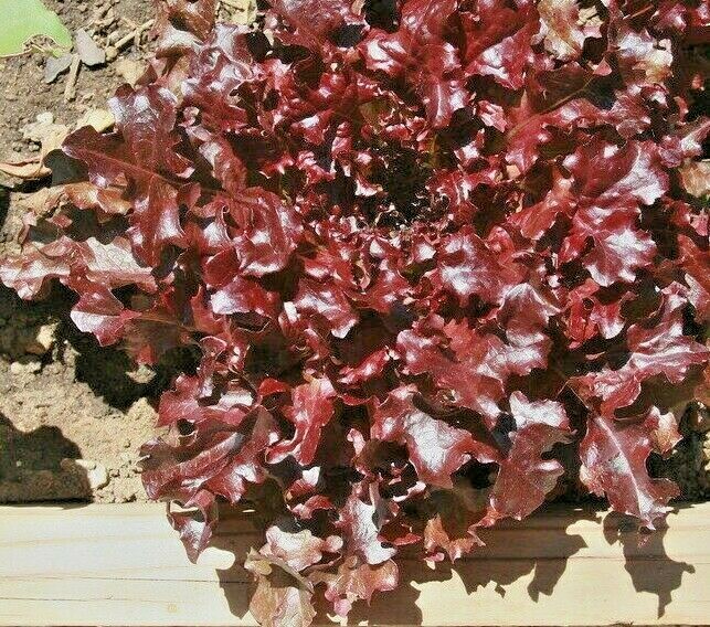 1000+ RUBY LETTUCE SPRING MIX SALADS GARDEN VEGETABLE HARDY HEIRLOOM NON-GMO USA