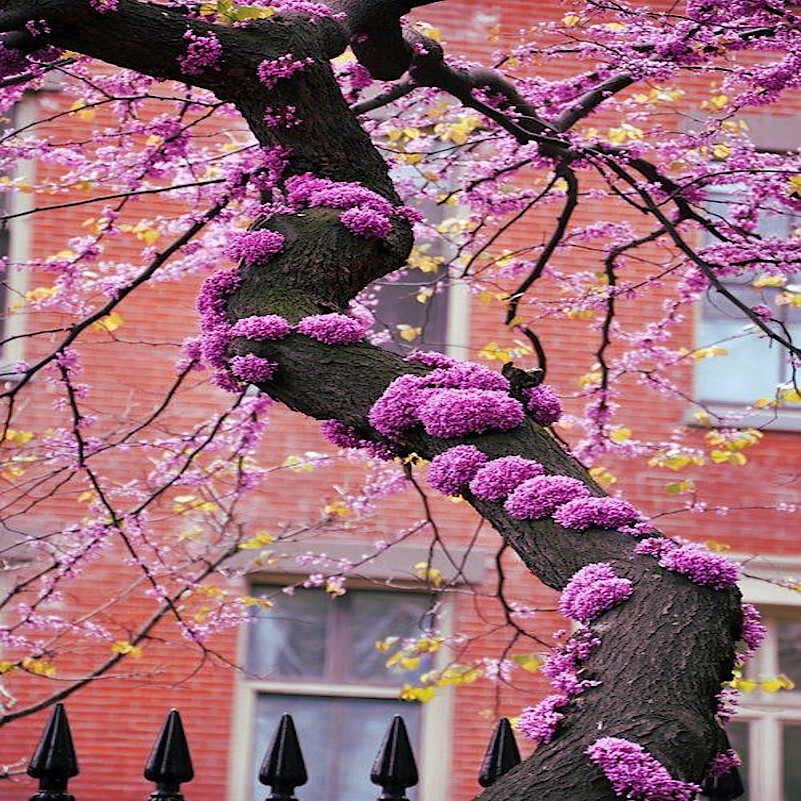 Judas Tree Seeds (Cercis siliquastrum) Mediterranean Redbud Plant Fast Hardy-4