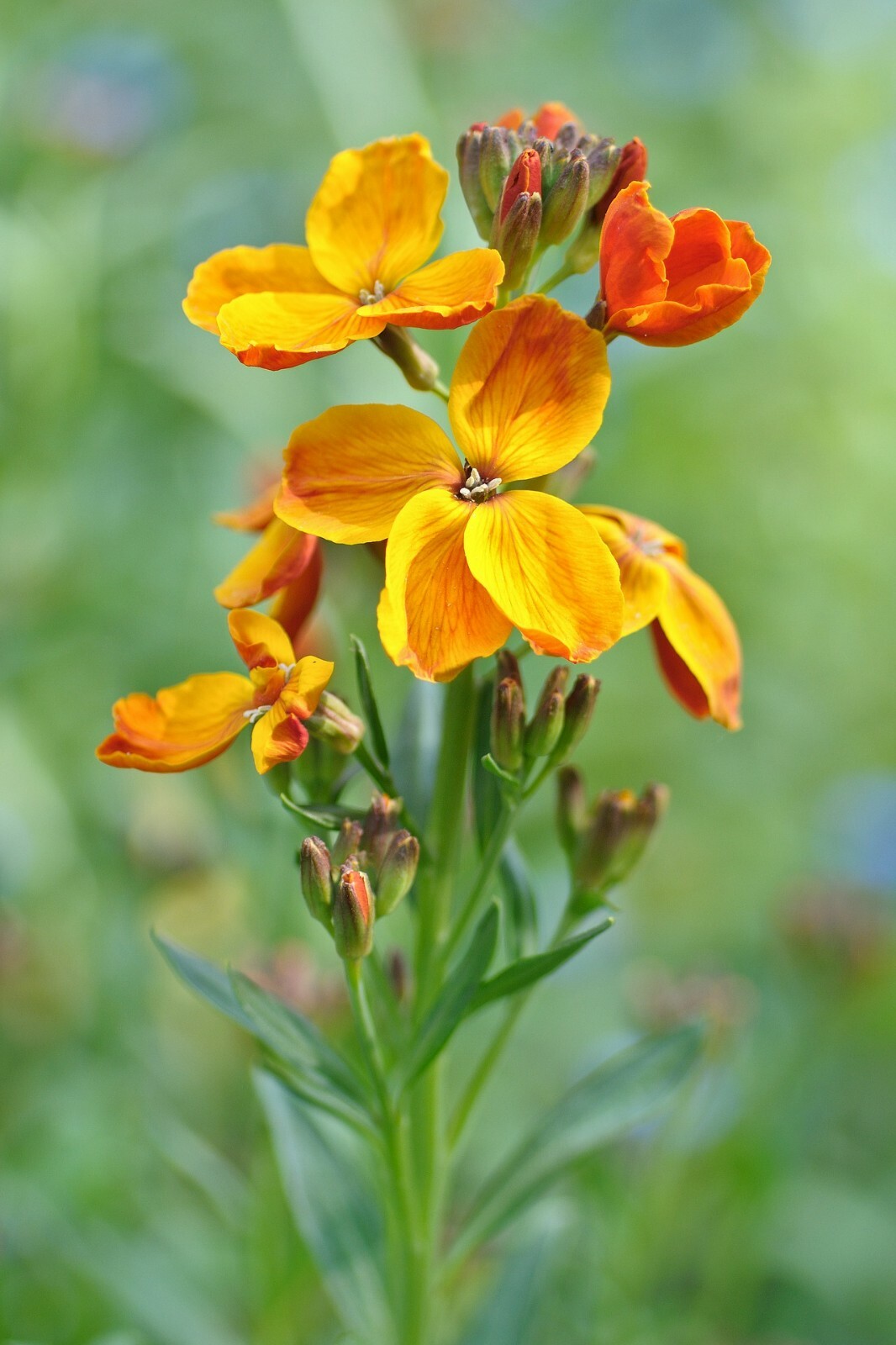 Princess  Mix {900+Seed} Young Gardener  multi color easy to grow 35+ variety