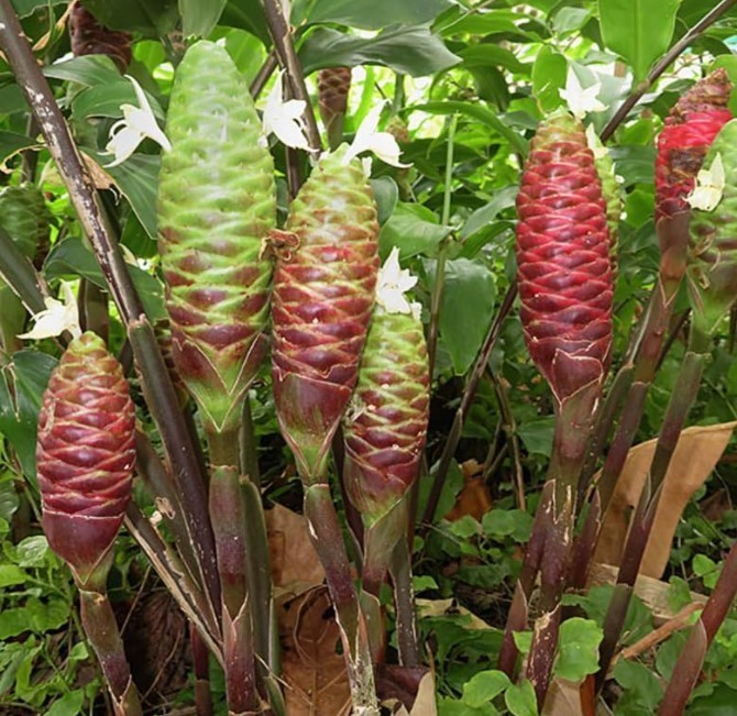 Pack 10 Shampoo Ginger Roots for Growing Perennial Garden, Awapuhi Zingiber