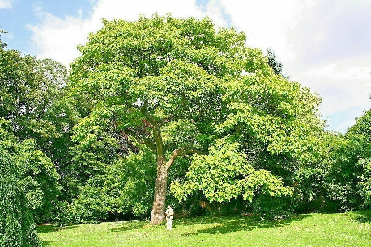 100 Royal Empress Tree Seeds “FASTEST GROWING TREE in the WORLD”