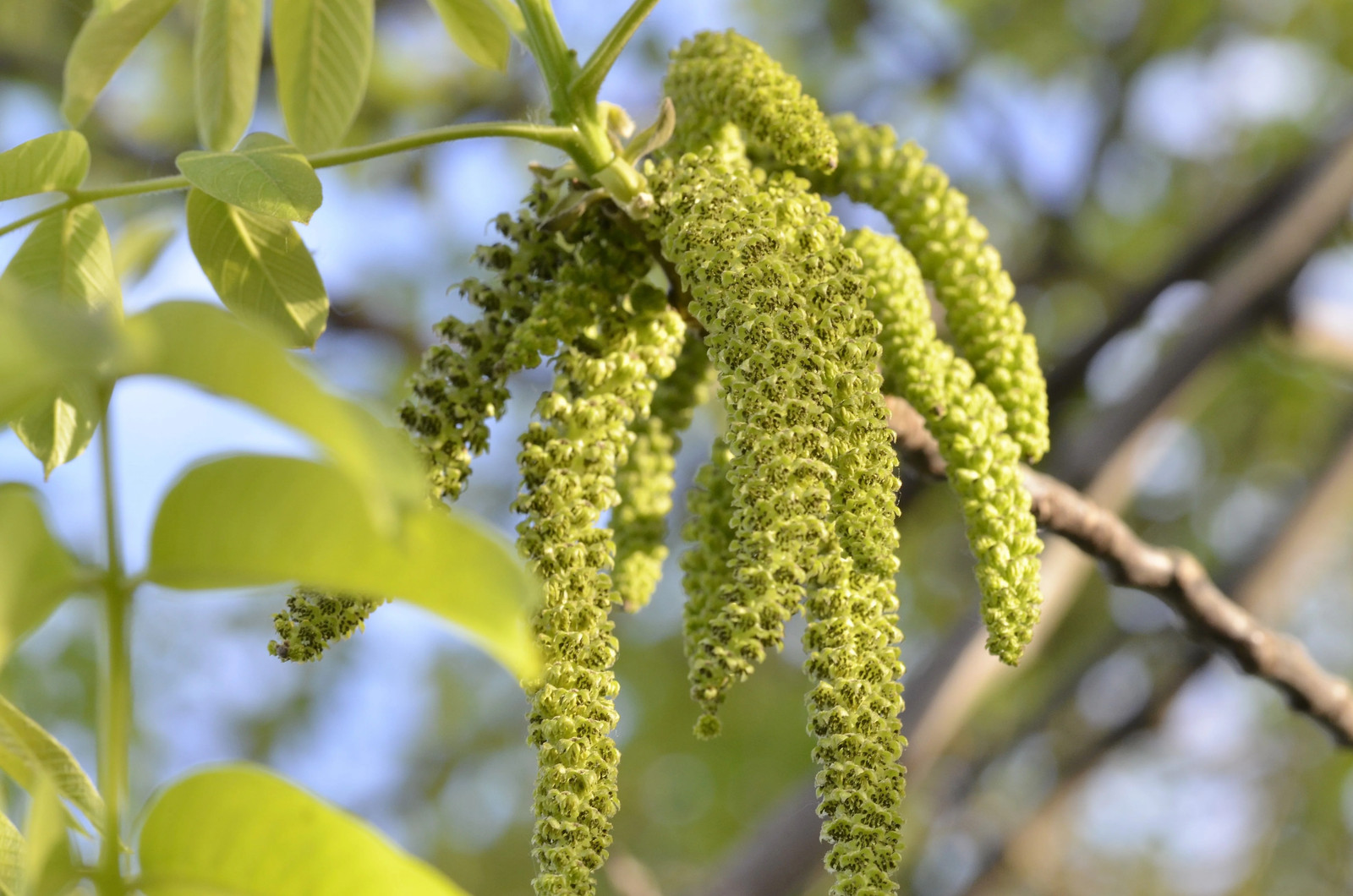 5 ENGLISH WALNUT Common Hardy Carpathian Nut Fruit Tree Juglans Regia Seeds