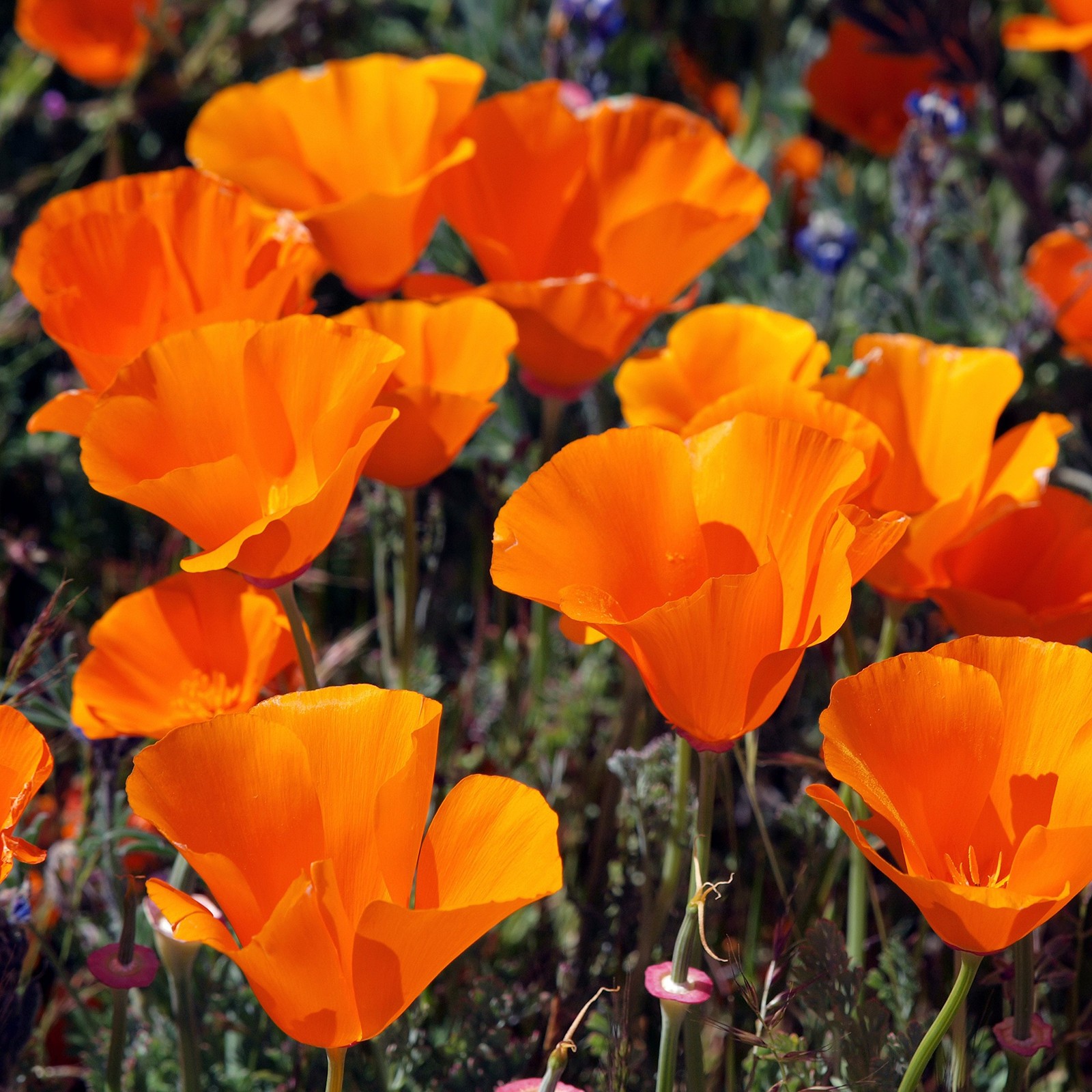 Eschscholzia Orange California Poppy Seeds – 1 lb. Annual, Native, Drought To…