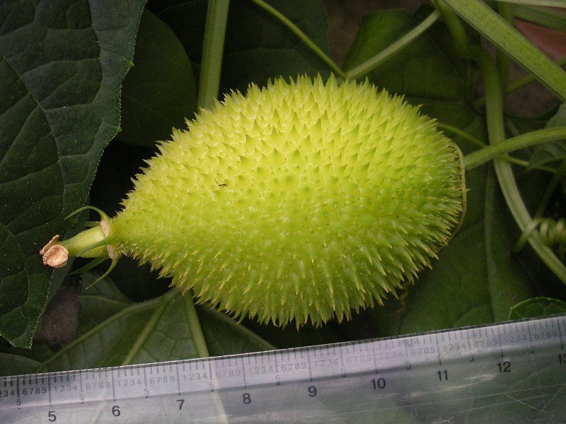 Mormordica subangulata BITTER MELON Seeds!