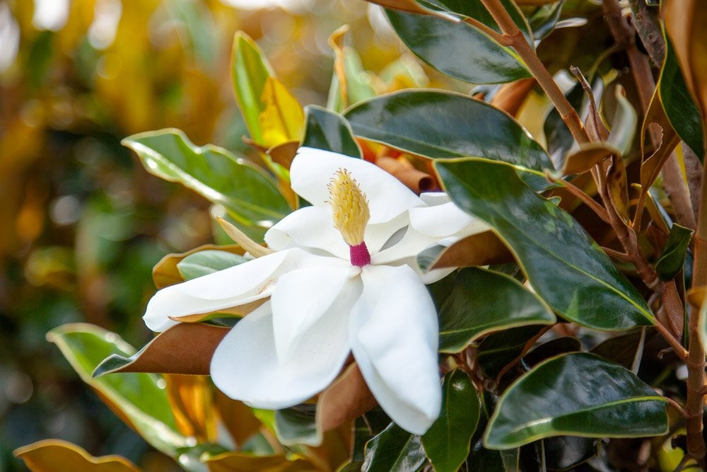 BRACKEN’S Brown Beauty Magnolia – Size: 3-4 ft, Live Plant, Includes Special
