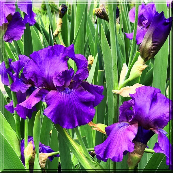Tall Bearded Iris His Royal Highness Iris 2” – 3” Rhizomes Plant Bulb