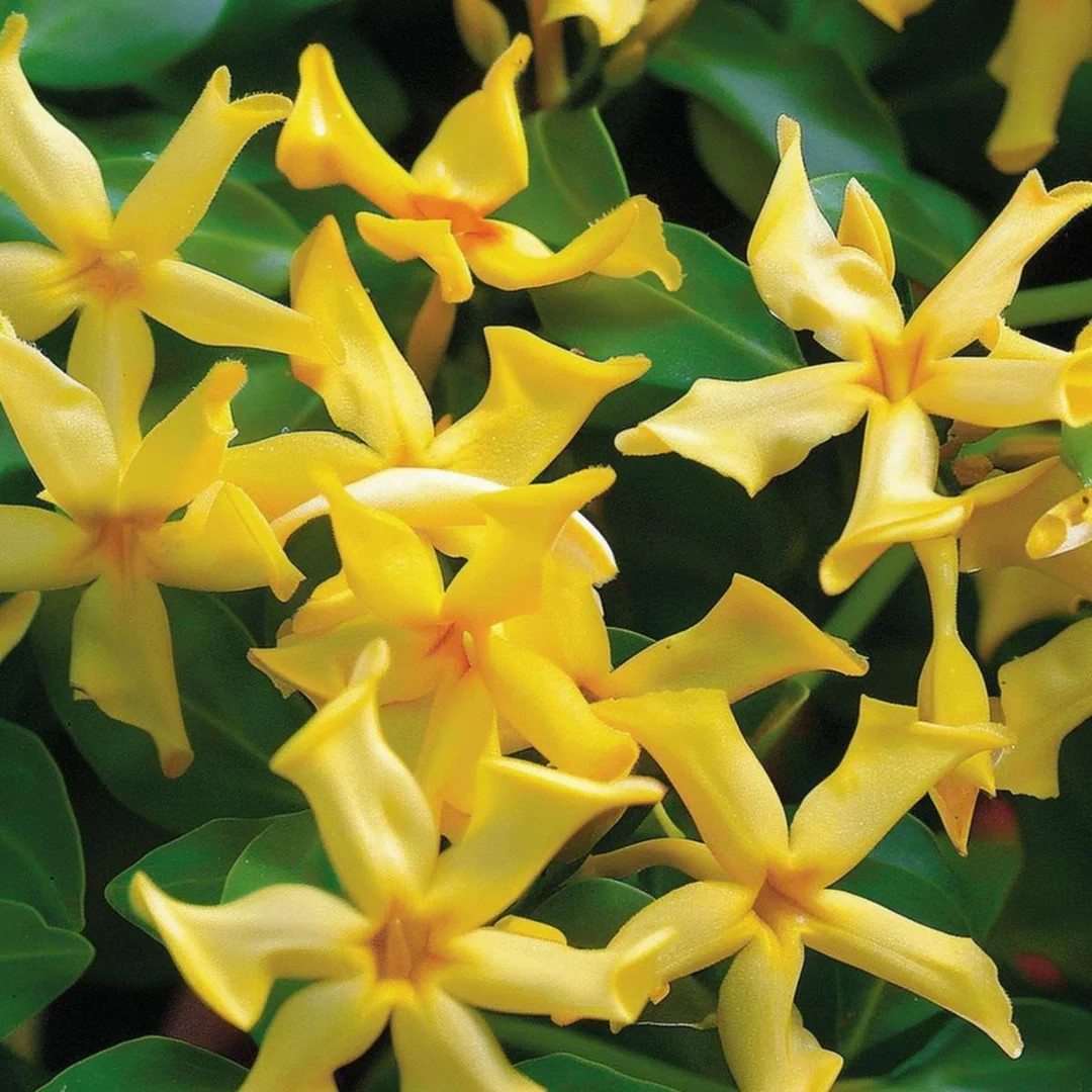 100 Star Jasmine Seeds Climbing Vine Fragrant Flower Cold Hardy Garden Planting