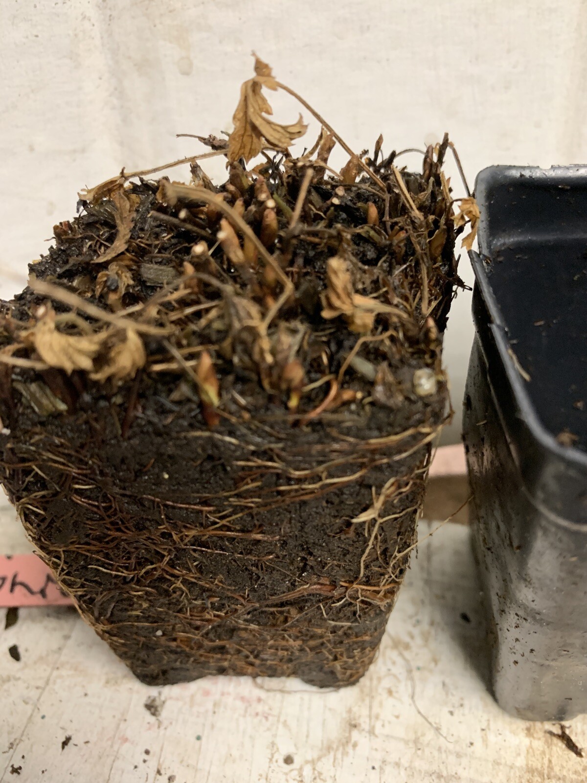 Arctic Raspberries ‘Beta’ and ‘Sophia’ (Rubus arcticus x stellarcticus) 2 pots