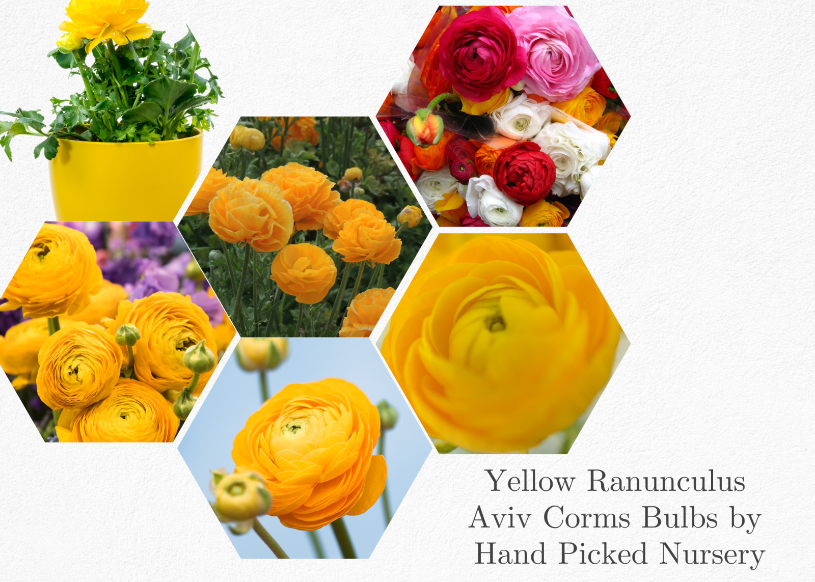 25 RANUNCULUS YELLOW SHADES BULBS