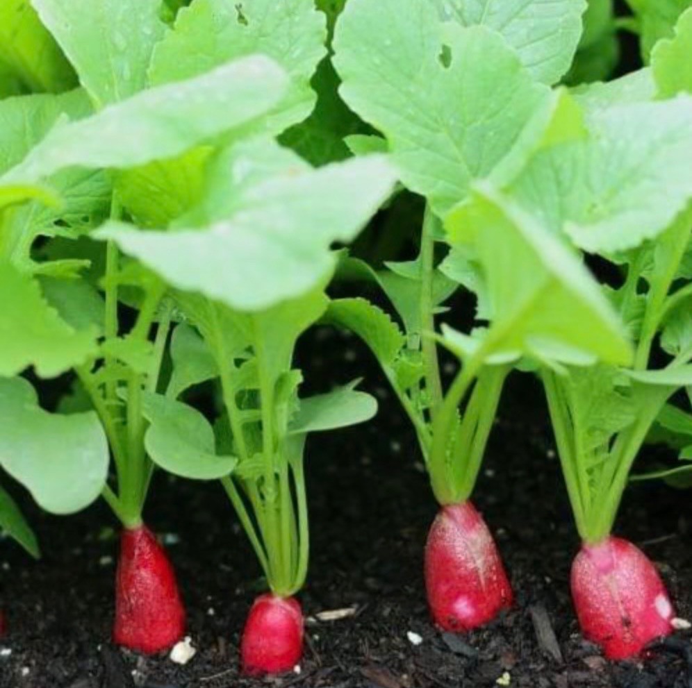 Organic French Breakfast Radish Seeds, Non-GMO, Fresh for 2026! USA Seller 🇺🇸