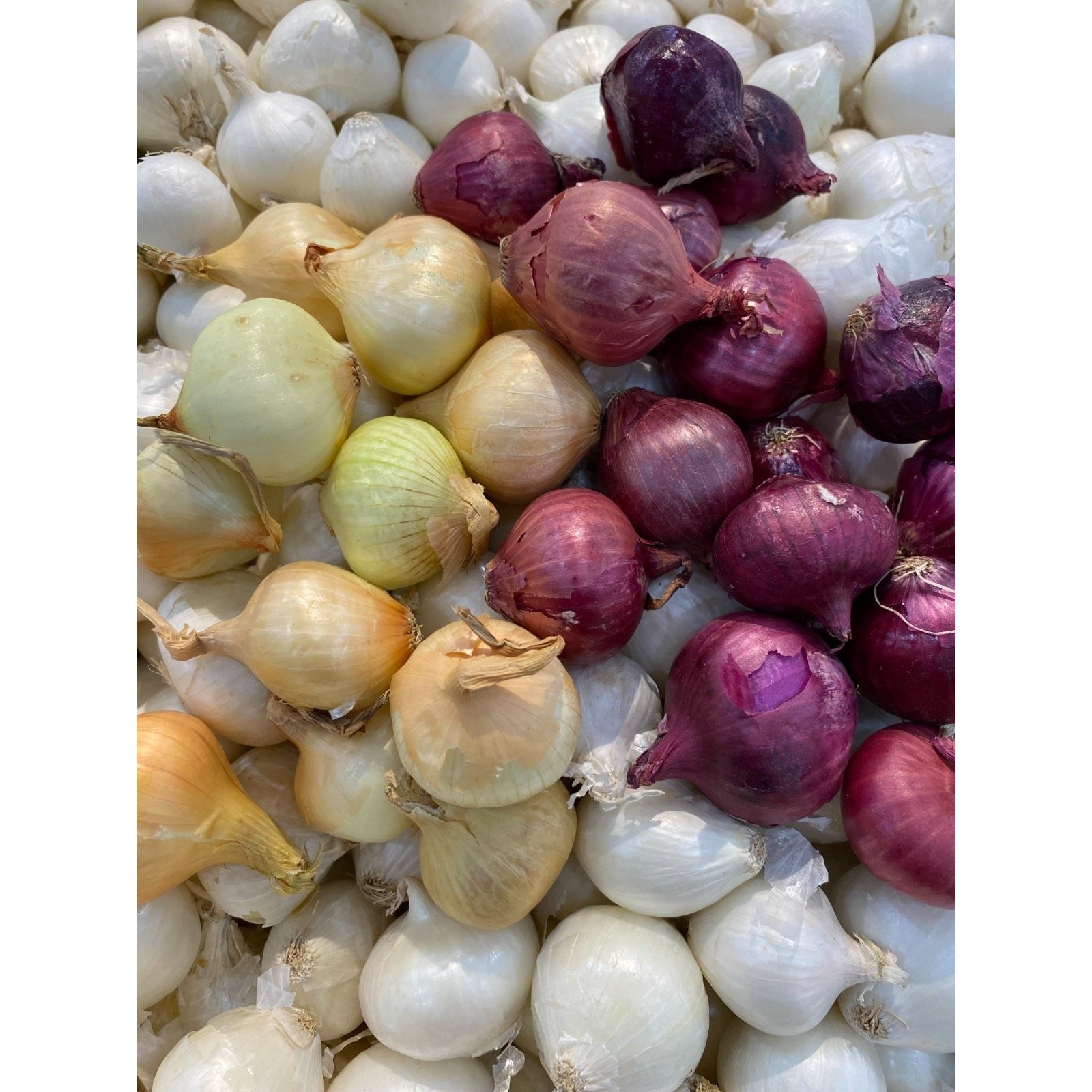 Mixed 3 Onion: Red Yellow and White Onion Sets Bulbs Organic Non GMO – 1 lb
