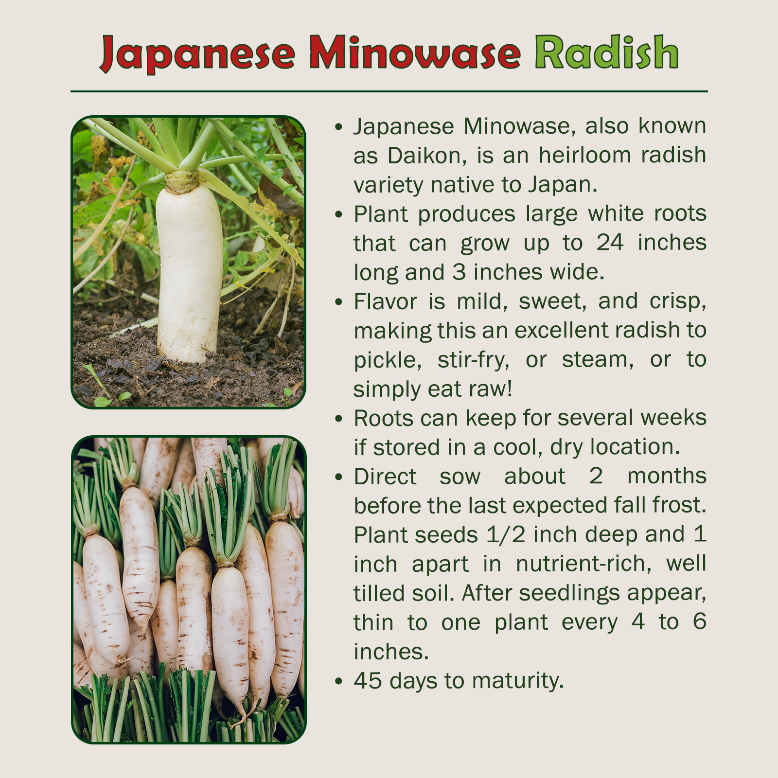 200 Japanese Minowase Daikon Radish Seeds, Raphanus sativus, Genuine USA