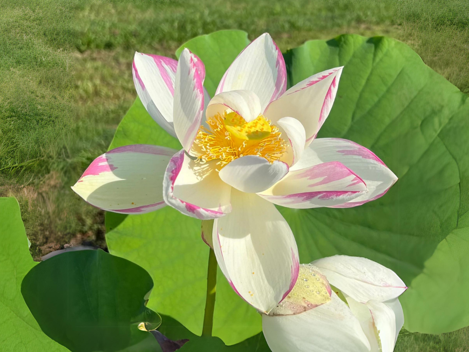 5 Rare Seeds| Empress Lotus Seeds – Indian Lotus (Nelumbo nucifera) Seeds