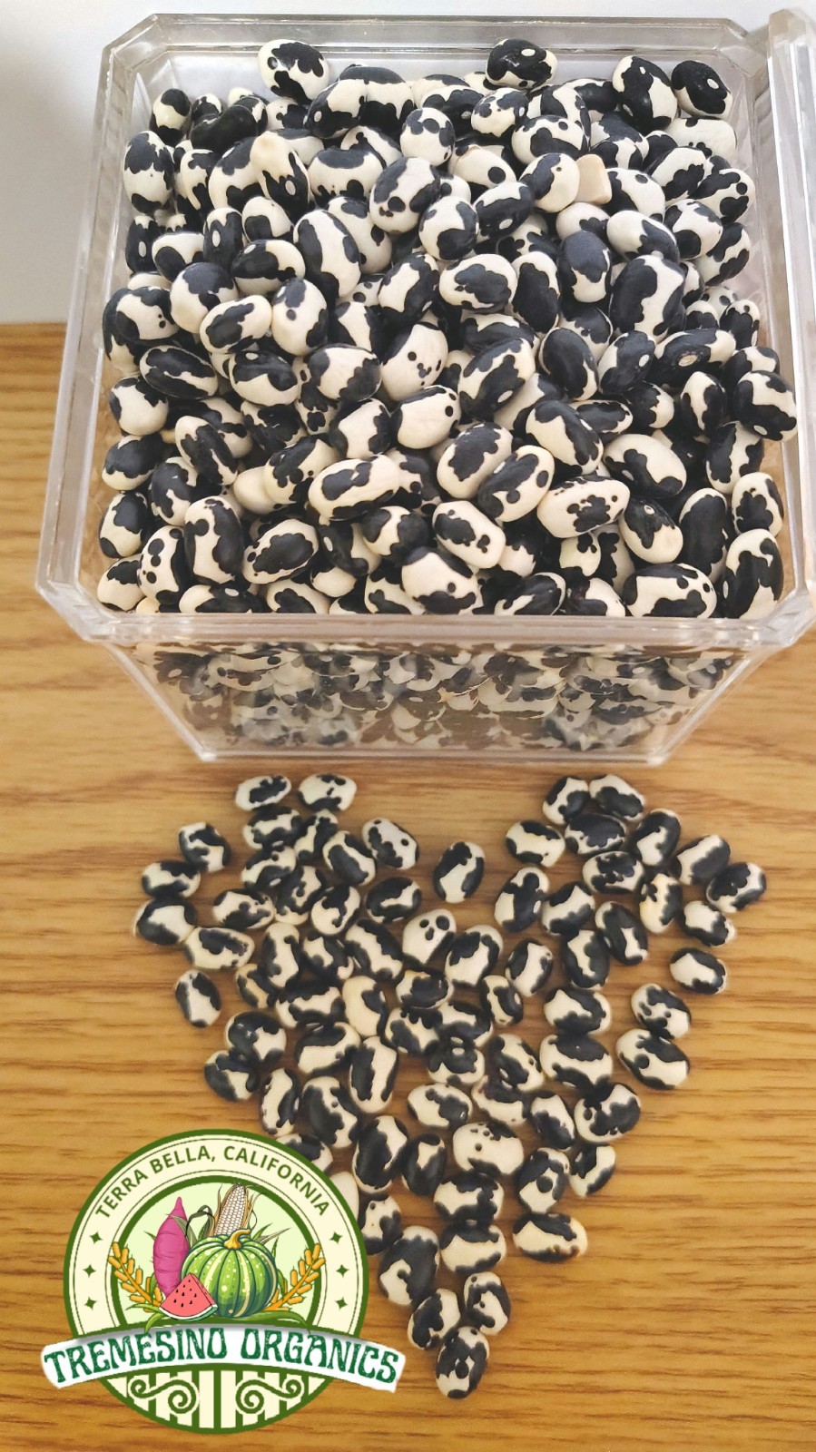 Rare Vaquita Negro Beans, 20 Seeds- Frijol Vaquita Negro de Morelos, 20 Semillas