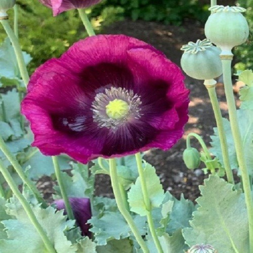 1,500 – 5,000 Stratified Lauren Springer’s Grape Papaever Somniferum Poppy Seeds
