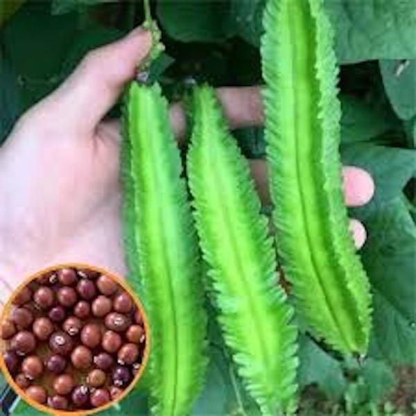 Organic Winged Bean Seeds – Dragon Bean – Đậu Rồng – new Season – FREE SHIPPING.
