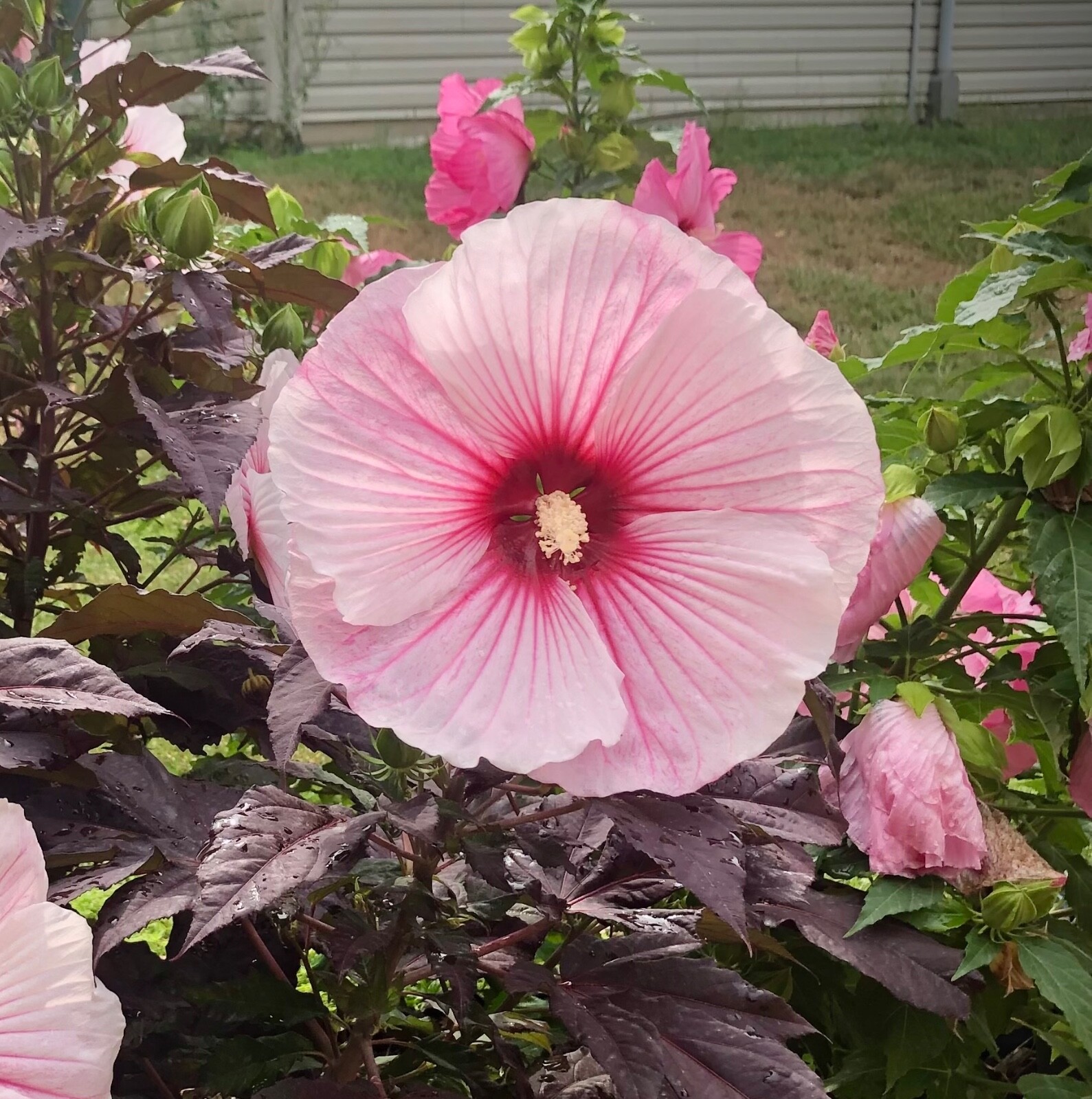 20 LARGE FLOWER “STARRY NIGHT” ROSE MALLOW HIBISCUS SEEDS (ZONE 4-9)