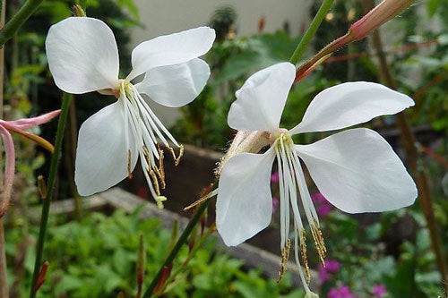 Oenothera lindheimeri | Lindheimer’s Beeblossom | White Gaura | 10 Seeds