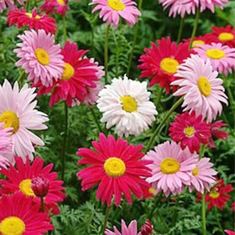 500+SingleChina Aster Seeds Mix Colorful Daisy-like Garden Flowers Seeds USA