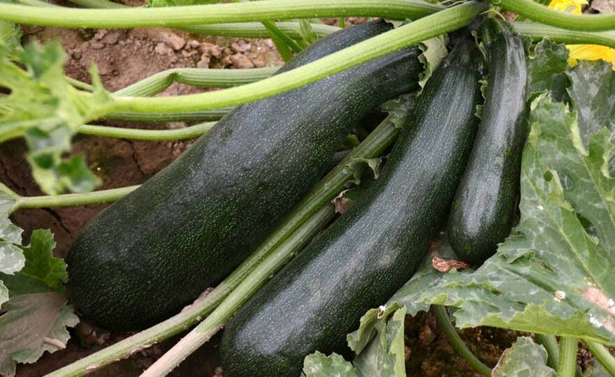 Zucchini Squash Seeds Black Beauty 15 Organic seeds Non-GMO heirloom vegetable