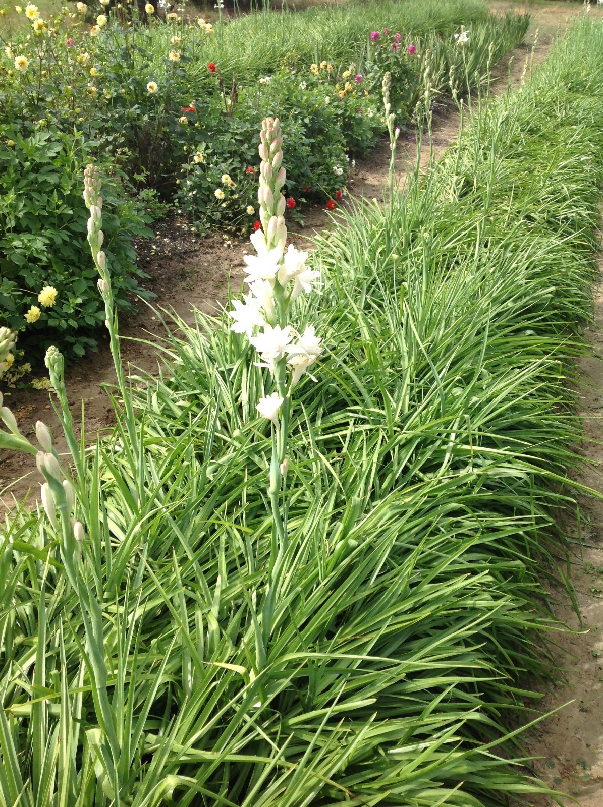 Tuberose large bulbs double pearl set of 6 – FRAGRANT – Polianthus