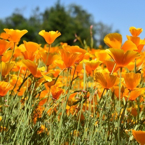 Classic Orange California Poppies Eschscholzia californica Fresh Ready To Plant