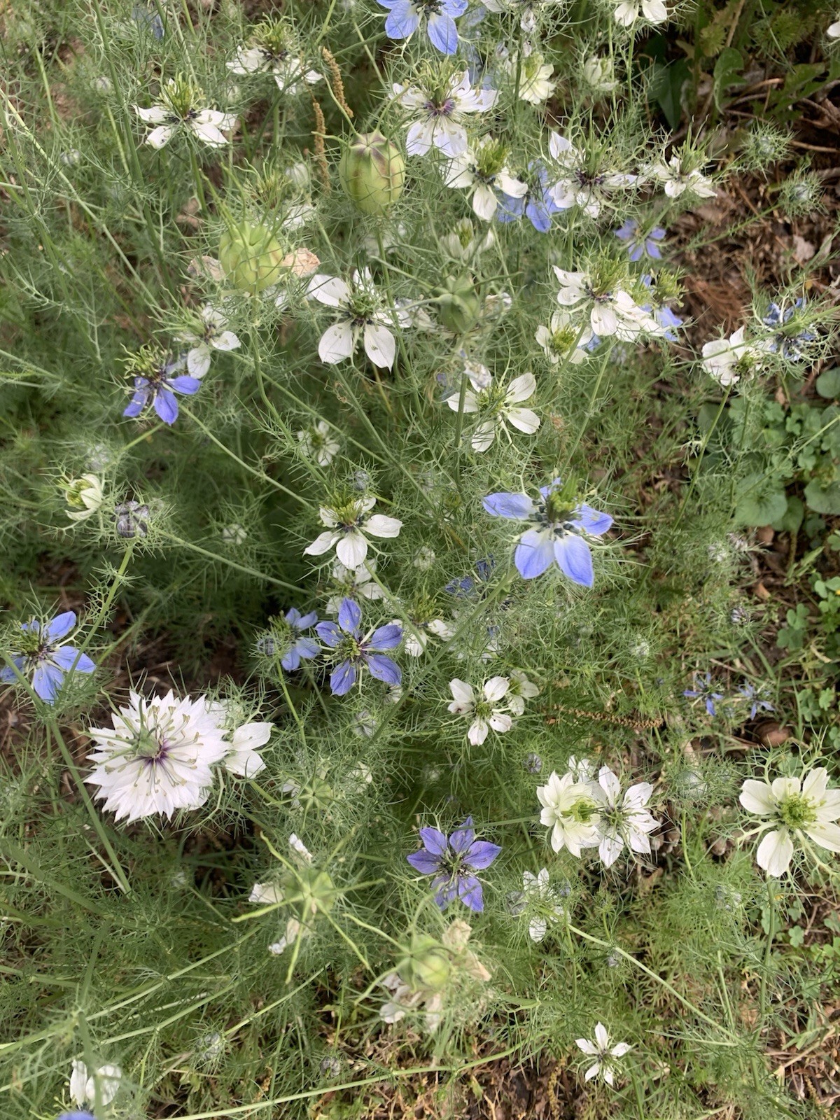 Nigella “Love In The Mist” Seeds 200+ Quantity
