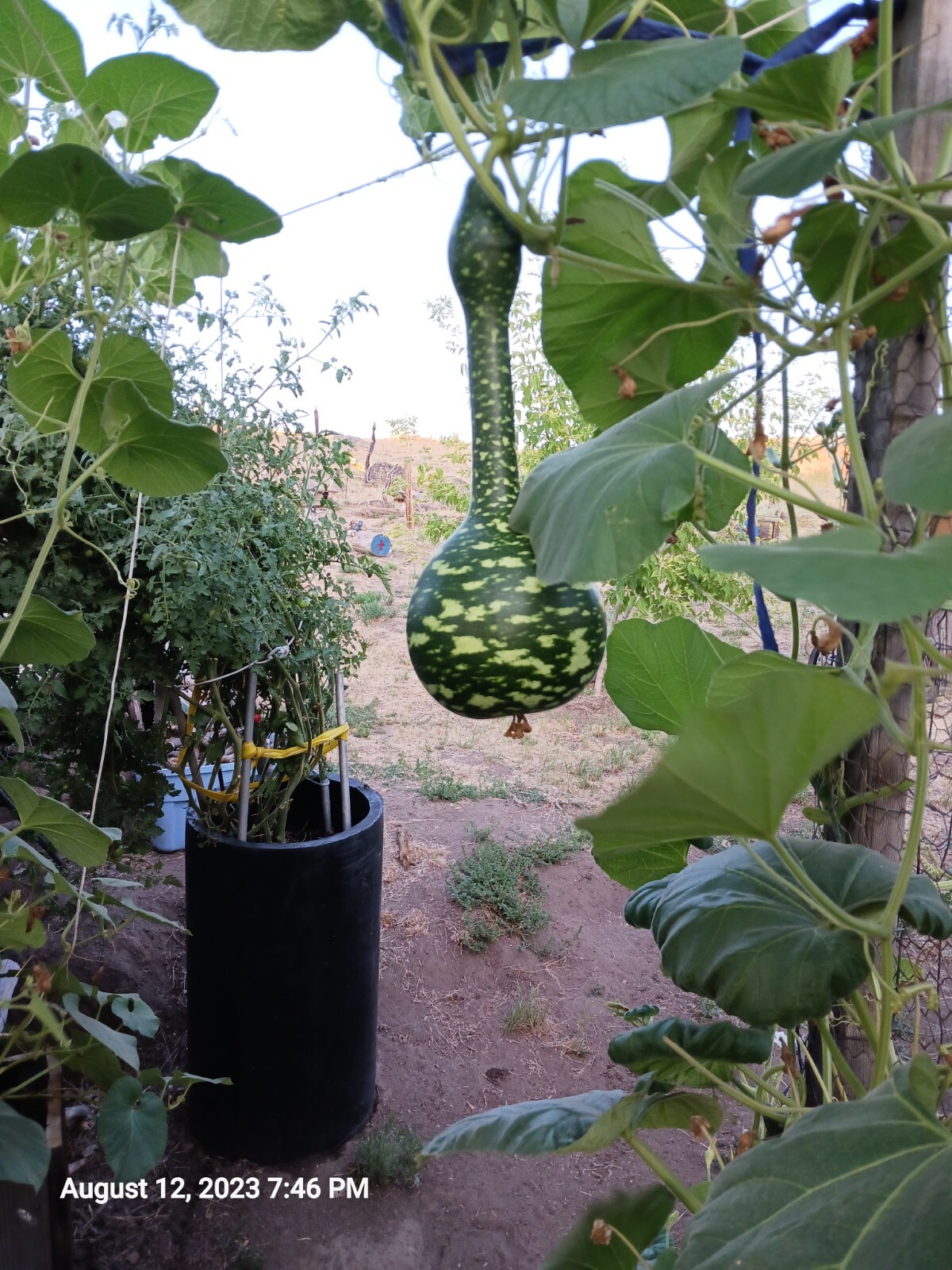 50 Speckled Swan Gourd Seeds Organic Heirloom USA