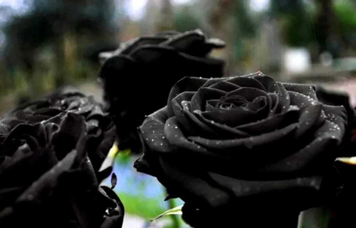 Black Magic Rose Seeds- 50 or 100 Seeds.USA Seller- Free Shipping