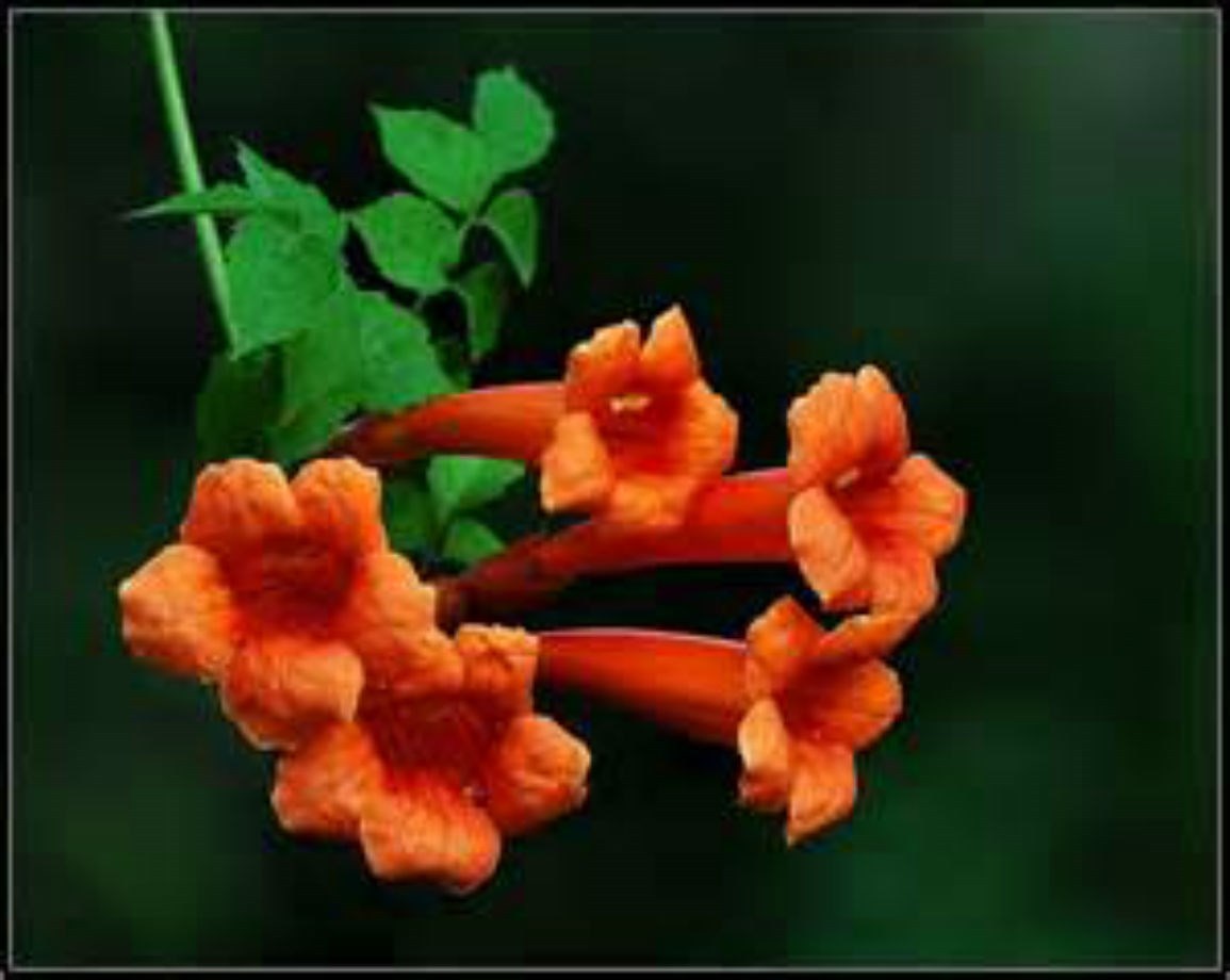 Beautiful Orange Hummingbird Trumpet Vine! 20 seeds! HUMMINGBIRDS LOVE IT!