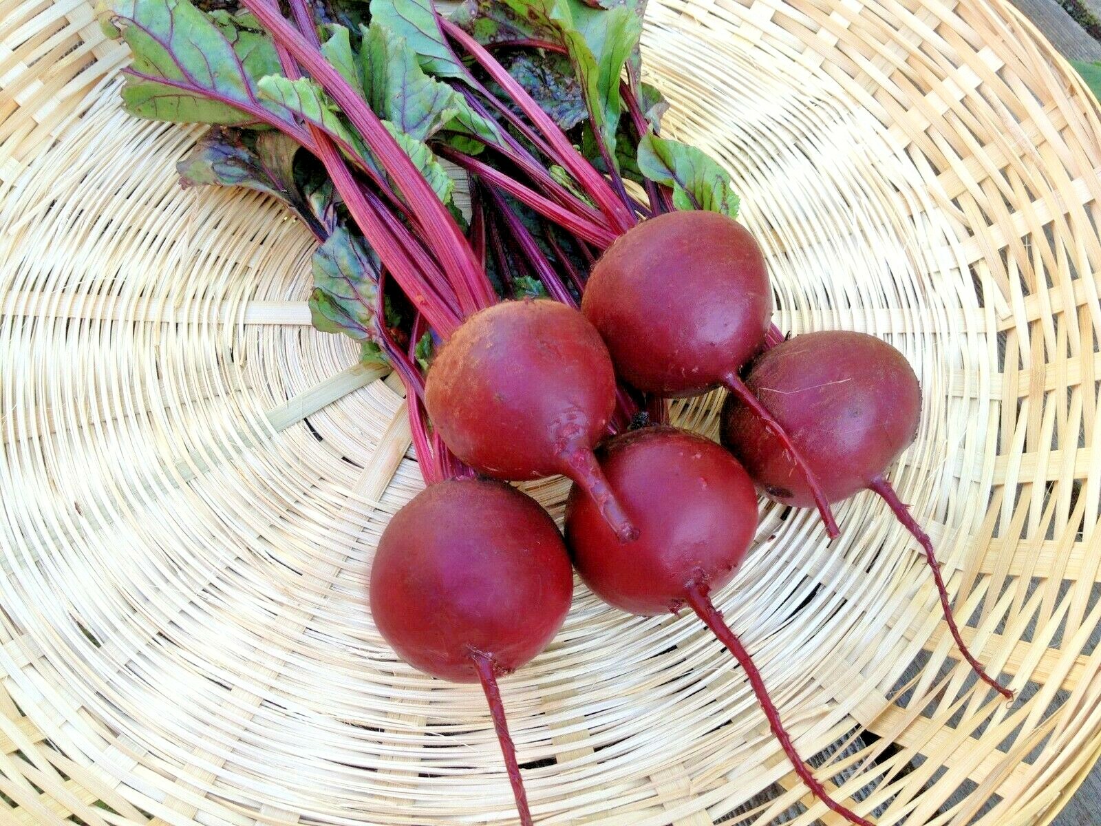 101+DETROIT DARK RED BEET Seeds Heirloom Vegetable Garden Patio Container Easy