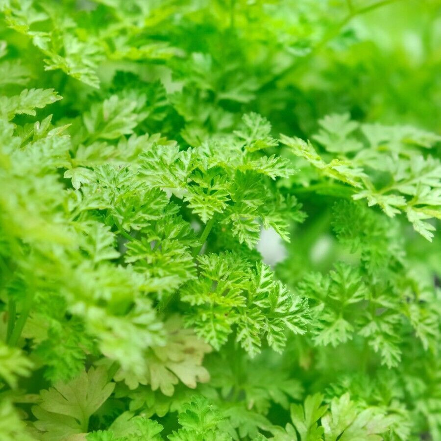 SCARBOROUGH SEEDS Winter Chervil, French Parsley, NON-GMO, Heirloom, 500 Seeds