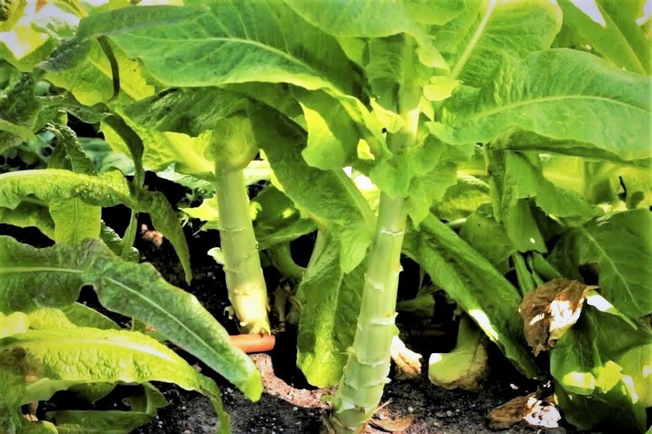 Celtuce Seeds | Summer 38 Chinese Stem Lettuce 莴笋 油麦菜 Asian Vegetable Seed 2024