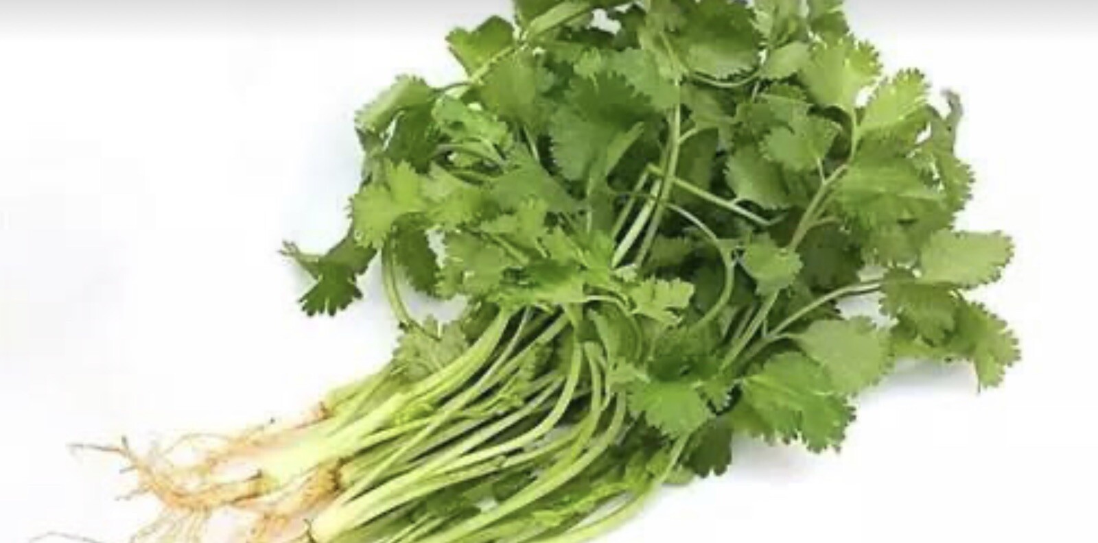600 Cilantro Seeds fresh 2024 summer 芫荽、香菜、胡荽、香荽