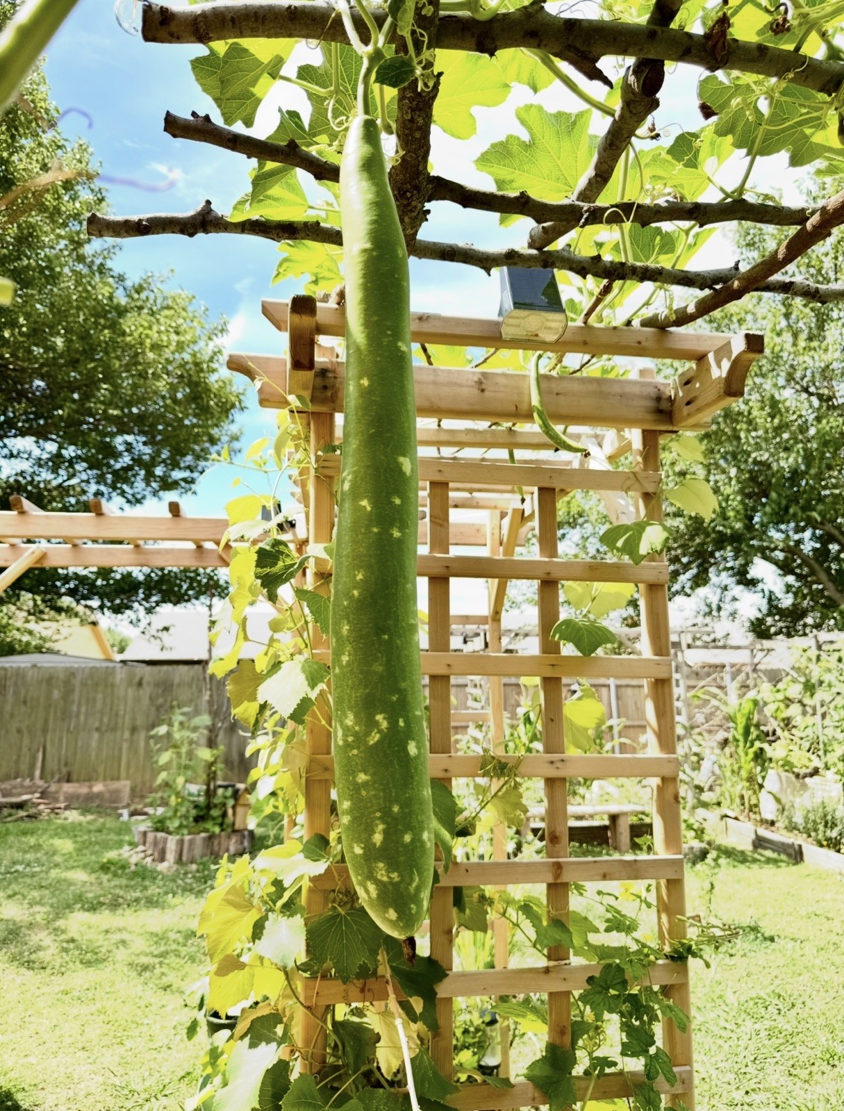 35pcs Organic Long Bottle Gourd Seeds – Non-GMO Calabash Gourd Seeds