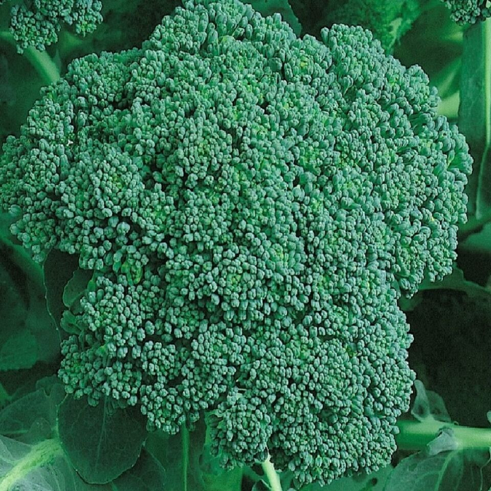 ORGANIC CALABRESE BROCCOLI SEEDS NON-GMO FRESH HEIRLOOM SEEDS