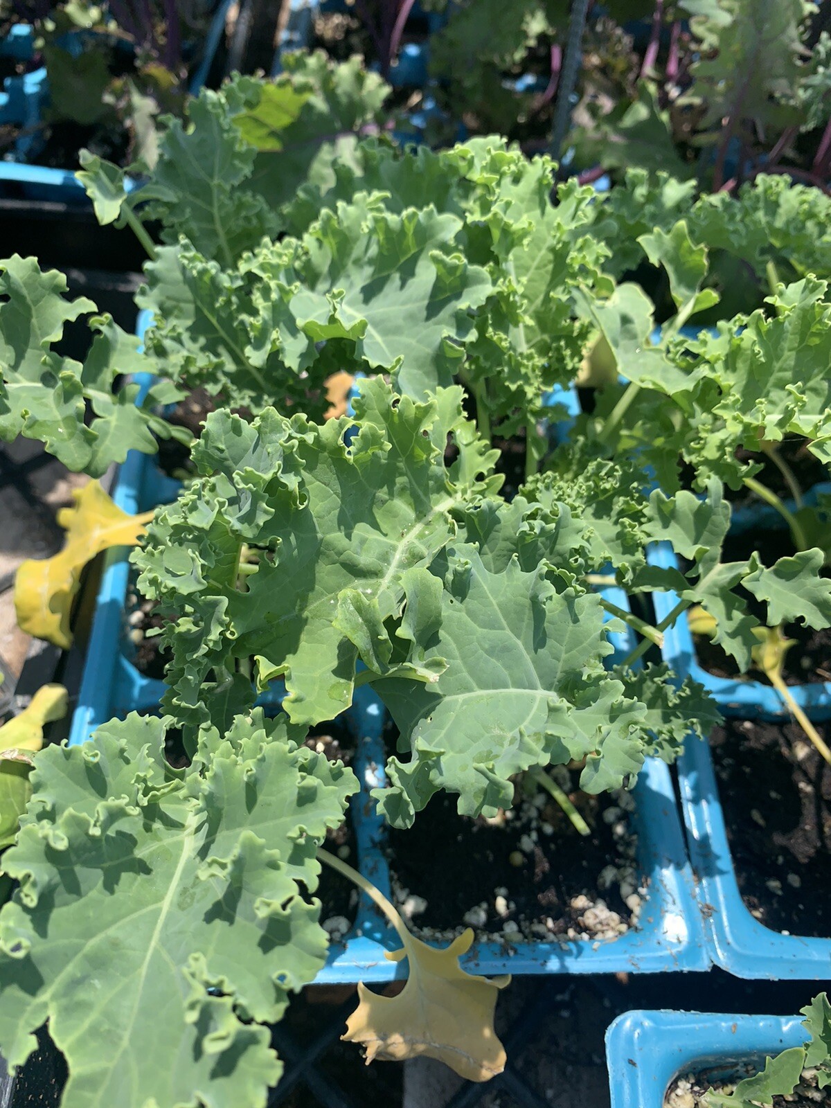 Organic Kale 4 Inches Pot