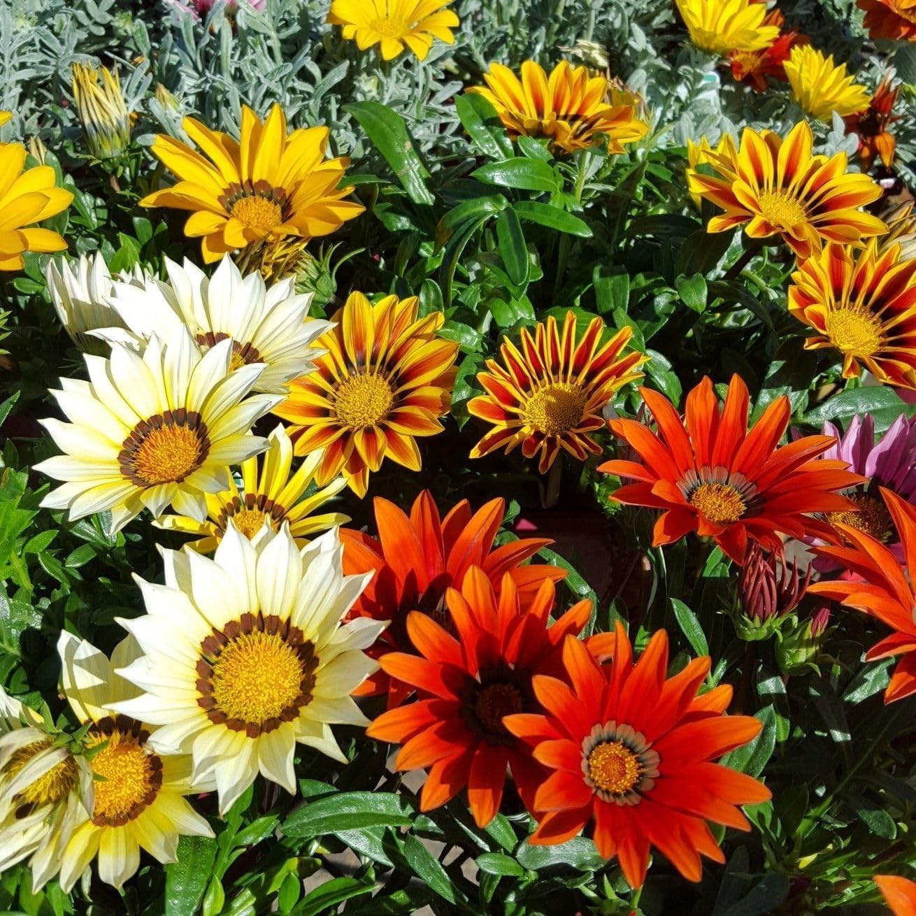 Gazania Splendens Ground Cover Seeds – 100 Count for Colorful Outdoor Displays