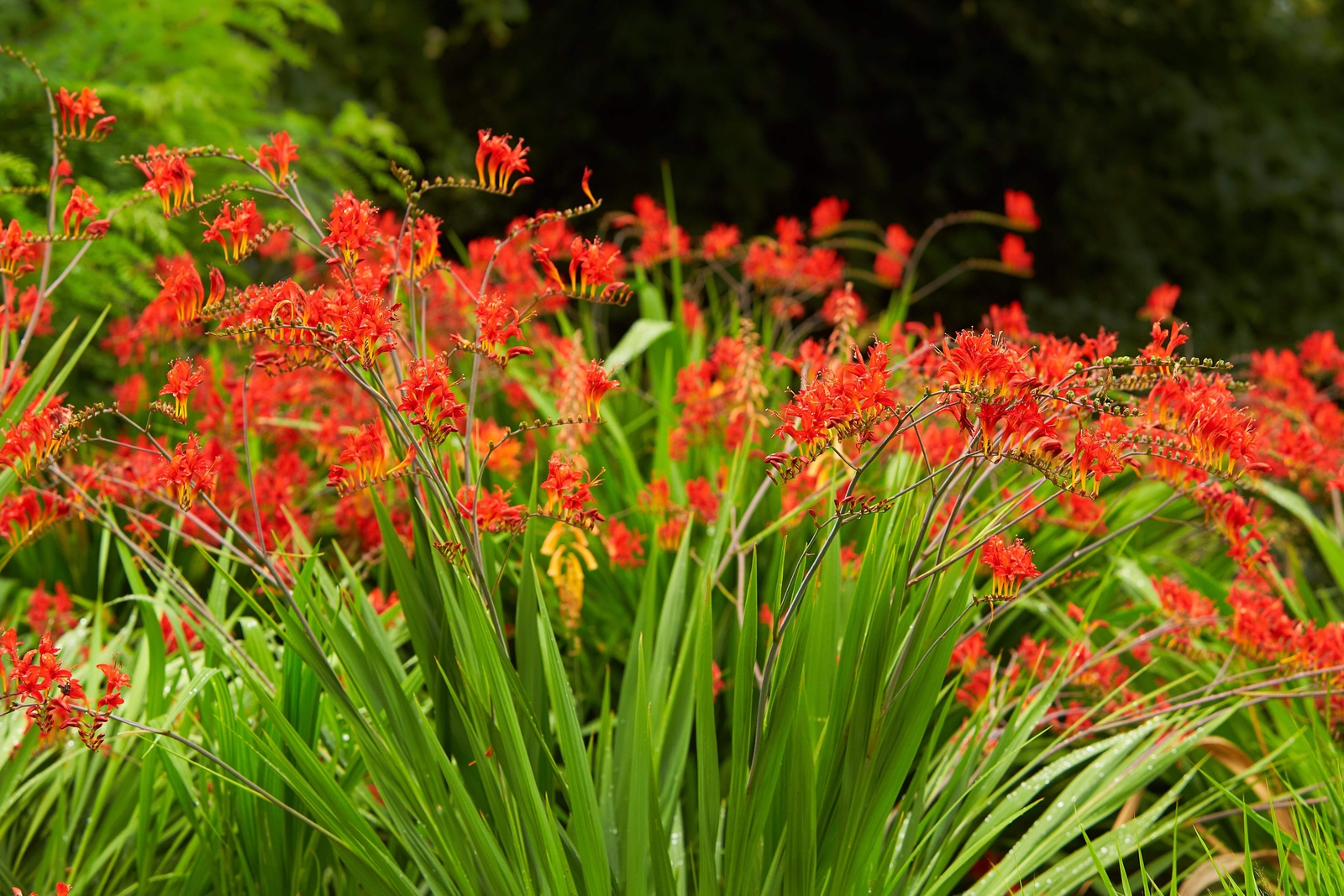 10 RED LUCIFER CROCOSMIA Crocosmia Masoniorum Flower Seeds