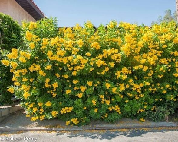 Yellow Bells Tecoma Stans – (1,000 Seeds + Detailed Growing Guide)