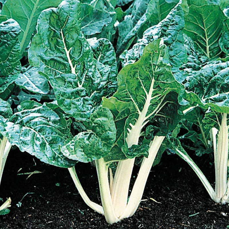Lucullus Swiss Chard Seeds, NON-GMO, Salad Greens, Goosefoot, FREE SHIPPING