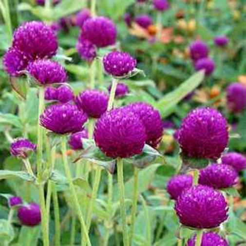 Globe Amaranth Seeds, Purple, Heirloom Flower Seeds, Very Unusual Flowers, 50ct