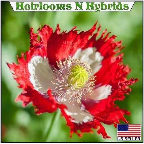 10,000 Danish Flag Stratified Poppy Seeds Giant Papavaer Somniferum For Planting