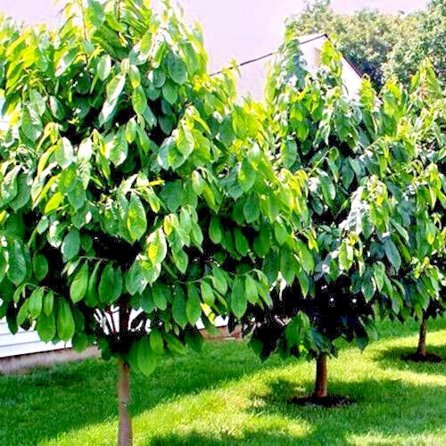 20 “Caribbean Red” Carica Papaya Fruit Tree Seeds “LARGE MELONS” Indoor Plant