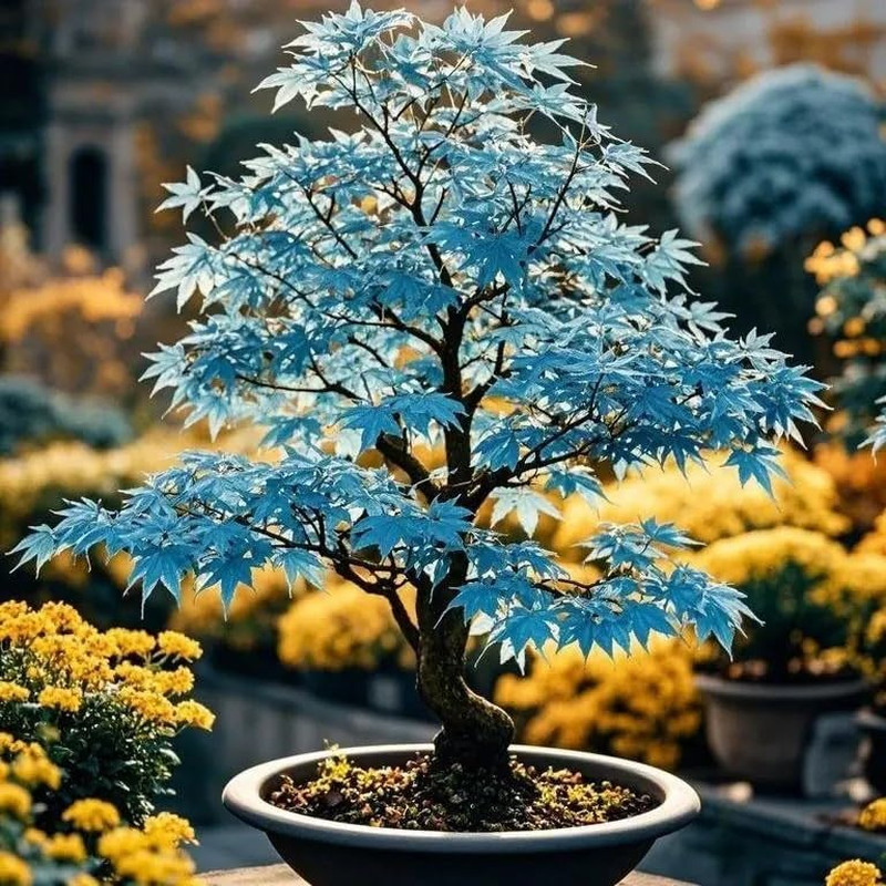 15 Rare Blue Japanese Maple Seeds – Acer Palmatum Ornamental Tree Seeds for P…