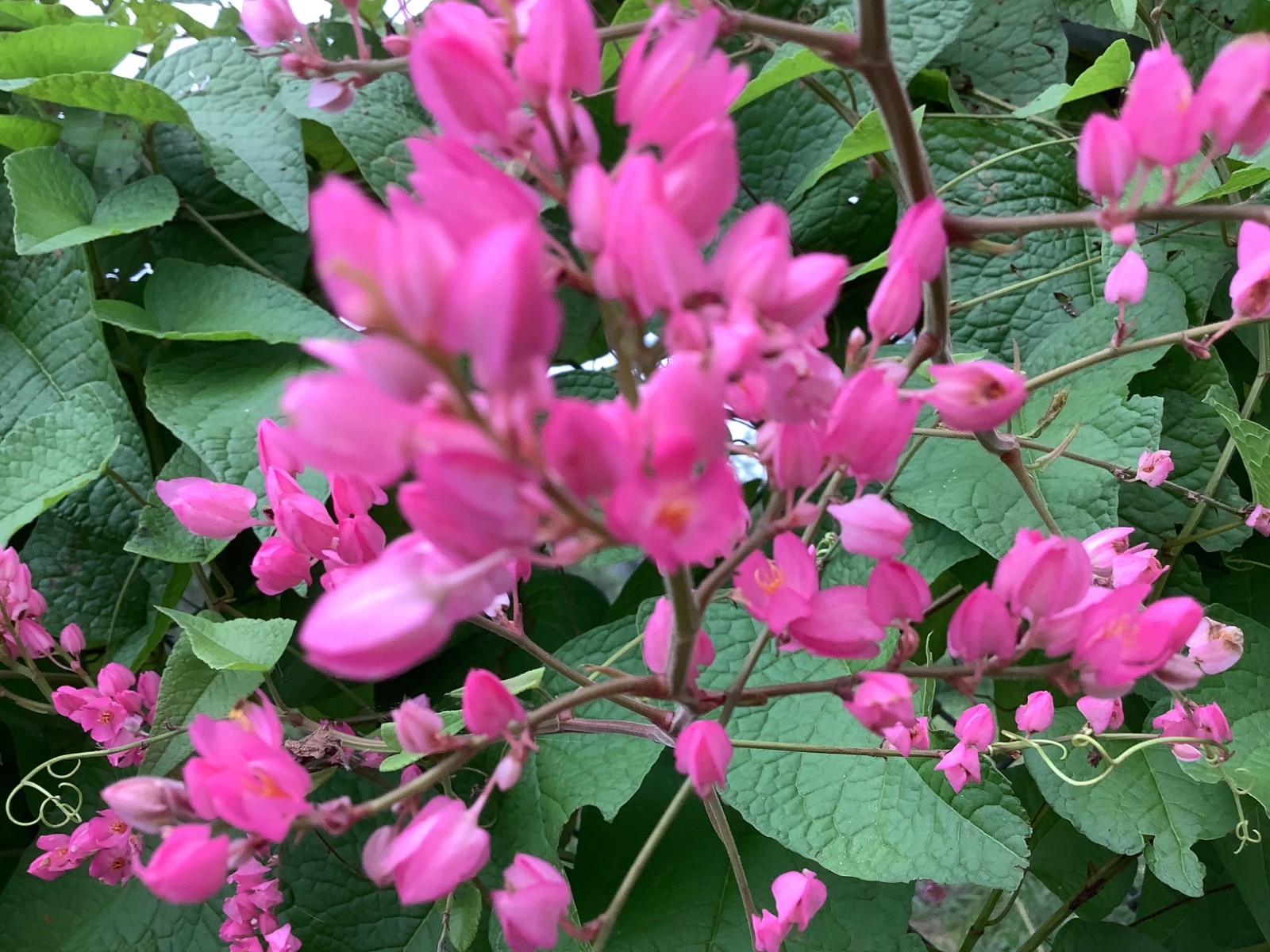 Coral Vine Seeds – Queen’s Wreath, Pink Climbing Flower Seeds