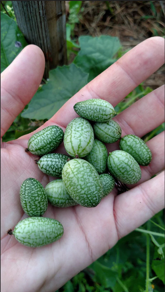 Mexican Sour Gherkin Cucumber Seeds – Melothria scabra – Mouse Melon