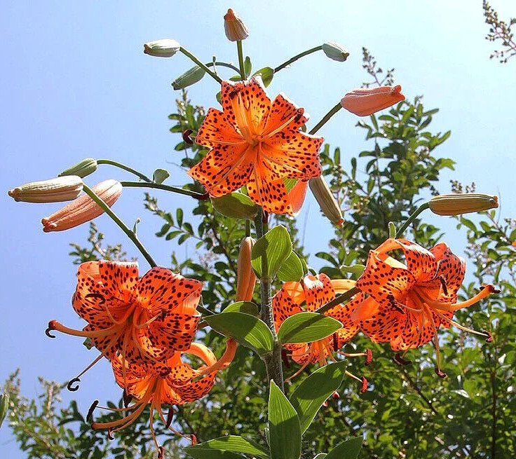 Lily Flower Bulbs Tiger Lilies 3 Large Orange Black Florist Flowers Spring Plant