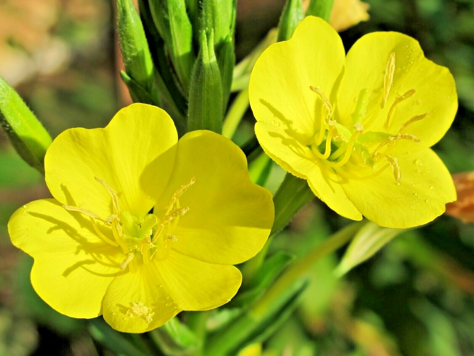 501+COMMON EVENING PRIMROSE Flower Seeds Annual Wildflower Garden Container Easy